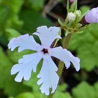 サクラソウ,日本サクラソウ,感謝,花のある暮らし,いつまでもの画像