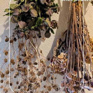 クリスマスローズ,ドライフラワー,ガーデニング,花のある暮らし,小さな庭の画像