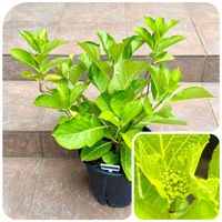 アジサイ,柏葉アジサイ,カシワバアジサイ　ルビースリッパーズ,柏葉紫陽花 ルビースリッパーズ,紫陽花  有松の画像