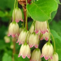 カラタネオガタマ,スモークツリー,サラサドウダンツツジ,唐種招霊(カラタネオガタマ),ツリガネズイセンの画像