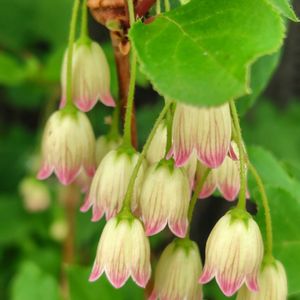 カラタネオガタマ,スモークツリー,サラサドウダンツツジ,唐種招霊(カラタネオガタマ),ツリガネズイセンの画像