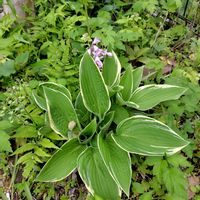 ギボウシ,シラー・カンパニュラータ,球根植物,植えっぱなし,多年草の画像
