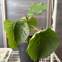 ウンベラータ,フィカス　ウンベラータ,フィカス,長崎,みどりのある暮らしの画像