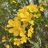 ヤマブキの画像