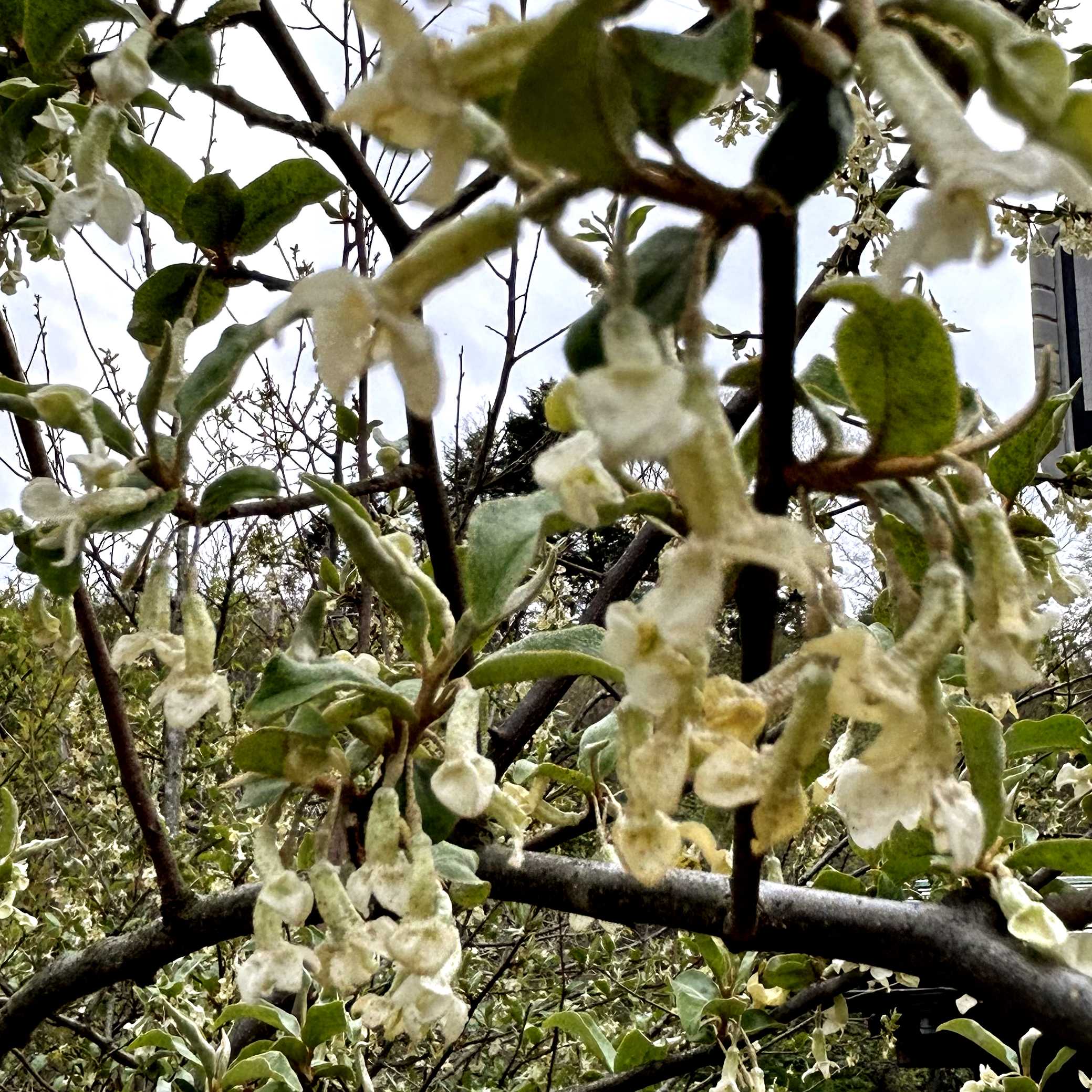 ビックリグミの育て方｜植え付けや剪定の時期、挿し木の方法は