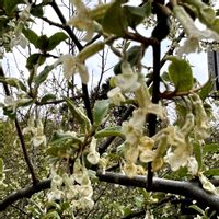 ビックリグミ,田植えグミ,庭木,マイガーデン,果樹の画像