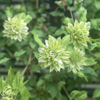 エレガンス,金魚草,クレマチス　千の風,ハンギングバスケットの画像