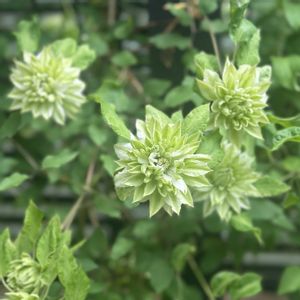 エレガンス,金魚草,クレマチス　千の風,ハンギングバスケットの画像