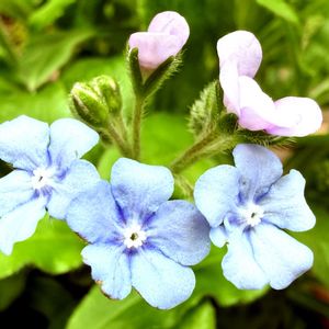 春の花,ルリソウ,鉢植え,花言葉,山野草の画像