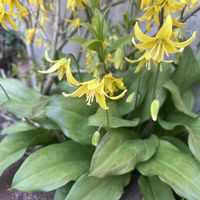 チューリップ,レンギョウ,レンギョウ,黄花カタクリ,黄花カタクリの画像