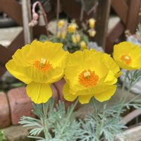 ポピー,ハンネマニア,みんな最高,小さな庭の画像