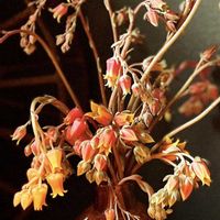 花芽,癒し,大人可愛い,多肉植物のある暮らし,多肉女子の画像