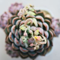 エケベリア,多肉植物,エケベリア属,ベランダ多肉の画像