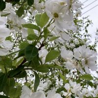 ウワミズザクラ,サクラ,シャクナゲ,チゴユリ,チューリップの画像