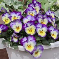 ビオラ,ビオラ,鉢植え,初心者,玄関の画像