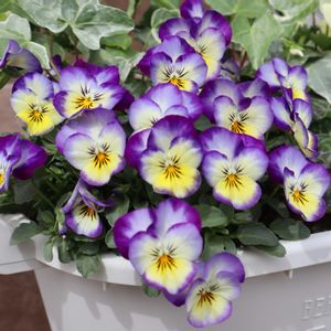 ビオラ,ビオラ,鉢植え,初心者,玄関の画像