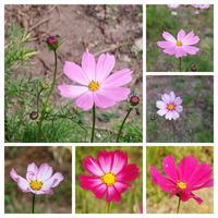 コスモス,秋桜,散歩道の画像