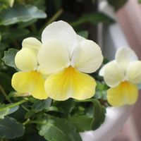 ビオラ,ビオラ,鉢植え,初心者,玄関の画像