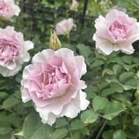 ミニバラ ボレロ,ニューウェーブ,バラを楽しむ,バラが好き,ばら バラ 薔薇の画像