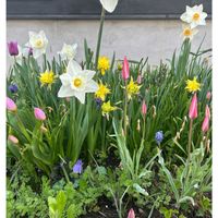 スイセン,チューリップ,地植え,4月,庭の画像