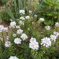 イベリスの画像