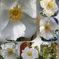 スズラン,ナニワイバラ,ビバーナム・スノーボール,ライスフラワー,プリムラマラコイデスの画像