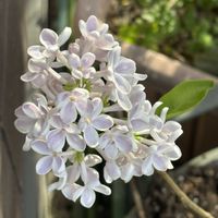 クレマチス,ライラック,ヘリクリサム･レッドジュエル,黄色いクローバー,GSの皆さんに感謝の画像