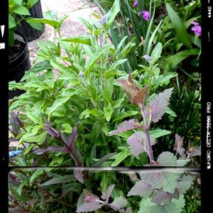 シラン,ブルーサルビア,アガスターシェ,ピンクアジュガ,ガーデニングの画像