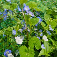 ネモフィラ,カキドオシの画像