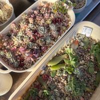 多肉葉挿し,葉挿し,北海道,めんこい♡,ベランダの画像