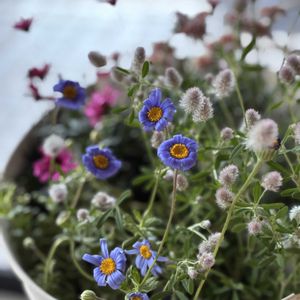 トリフォニウム バニーズ,斑入り　ブルーデイジー,マーガレット レディフレア,ビジューマム　ローズクォーツ,サツマイモ　苗作りの画像