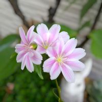 レウィシア,ガーデニング,マイガーデン,花のある暮らし,小さな庭の画像