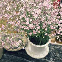 カスミソウ,玄関内側の画像