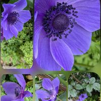 アネモネ,シバザクラ,マーガレット,オステオスペルマム,メカルドニアの画像