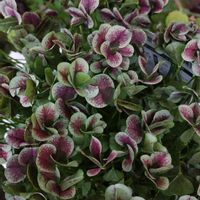 アイビーゼラニウム,ぺラルゴニウム,クローバ,切り花金魚草,テイントセピアの画像