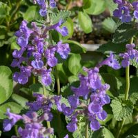 キャットミント,キャットミント　白花,庭の片隅に,キャットミント(ネペタ)の画像