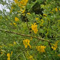 エニシダの画像