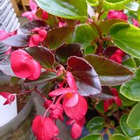 ヒヤシンス,ベゴニア センパフローレンス,ベゴニア センパフローレンス,ベゴニア☆,可愛い❤の画像