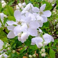 リキュウバイ,リキュウバイ,リキュウバイ,白牡丹,白牡丹の画像