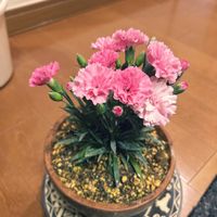 カーネーション,玄関内側の画像
