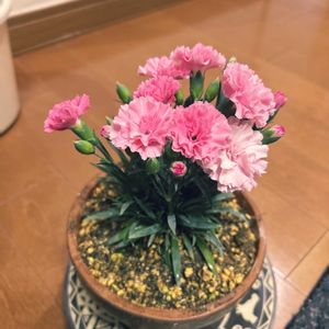 カーネーション,玄関内側の画像
