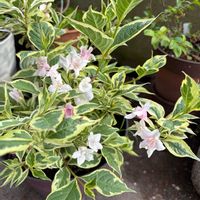 アベリア,斑入りセリ   フラミンゴ,トラディス・カンティア,斑入り姫ウツギ,癒しの画像