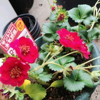 イチゴ,イチゴ,バラ,君子蘭,君子蘭の画像