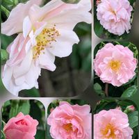 シバザクラ,バーベナ,バラ,ヒメヒオウギ,森林浴✨の画像