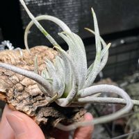 チランジア,チランジア ミトラエンシス,チランジア属,成長記録,エアープランツ/チランジアの画像