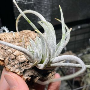 チランジア,チランジア ミトラエンシス,チランジア属,成長記録,エアープランツ/チランジアの画像