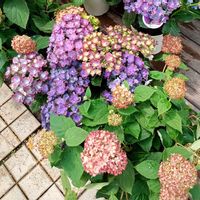 アジサイの画像