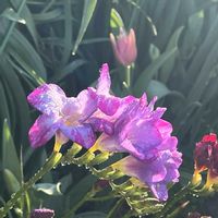 フリージア,狭い花壇,春・大和路,チラッとだけ公開,大和路快足の画像