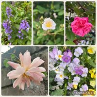 キャットミント,ノイバラ,ビオラ,コーネリア,今日の庭の画像