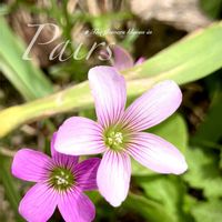 ムラサキカタバミ,散歩道,花のある暮らし,緑のある暮らし,カタバミ科の画像